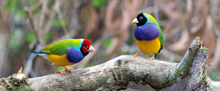 pair of colorful birds