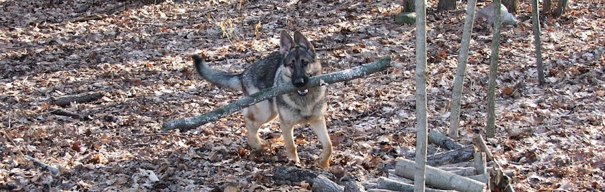 Dog carrying a large stick